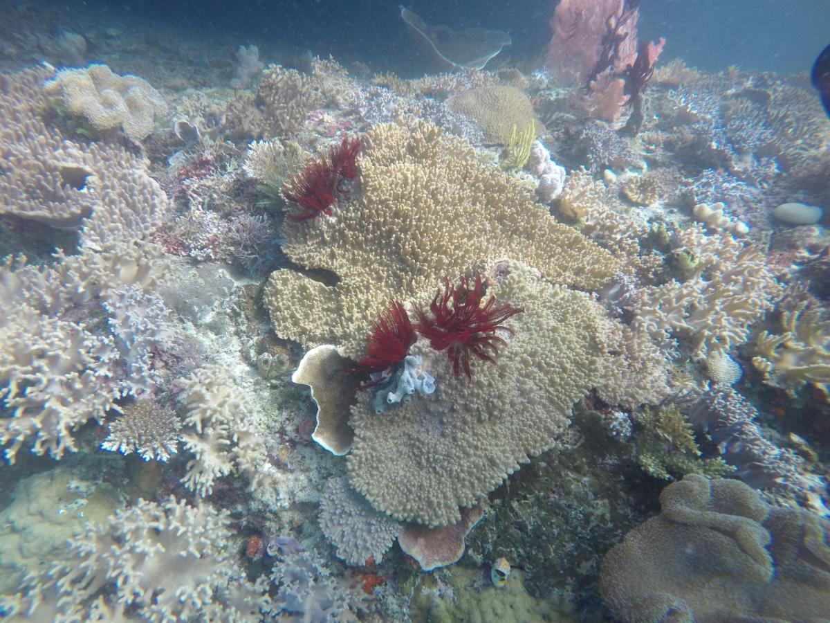 Tabari Dive Lodge Pulau Mansuar Exteriör bild