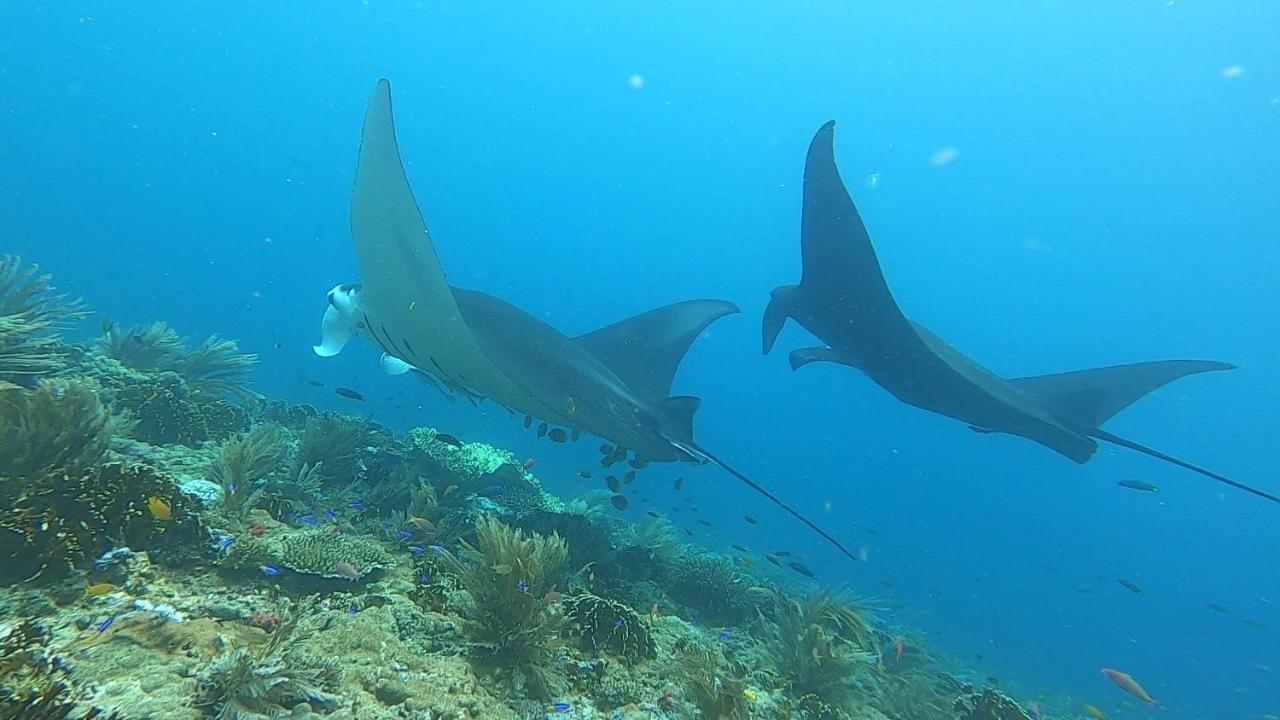 Tabari Dive Lodge Pulau Mansuar Exteriör bild