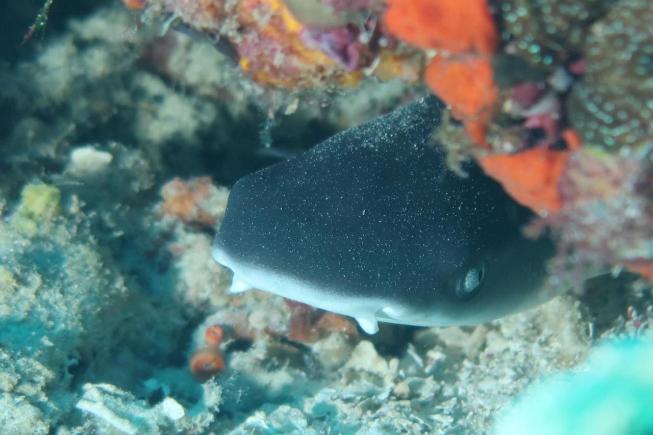 Tabari Dive Lodge Pulau Mansuar Exteriör bild