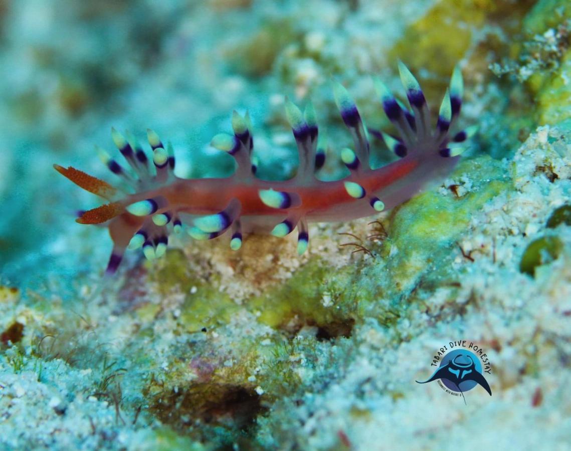 Tabari Dive Lodge Pulau Mansuar Exteriör bild