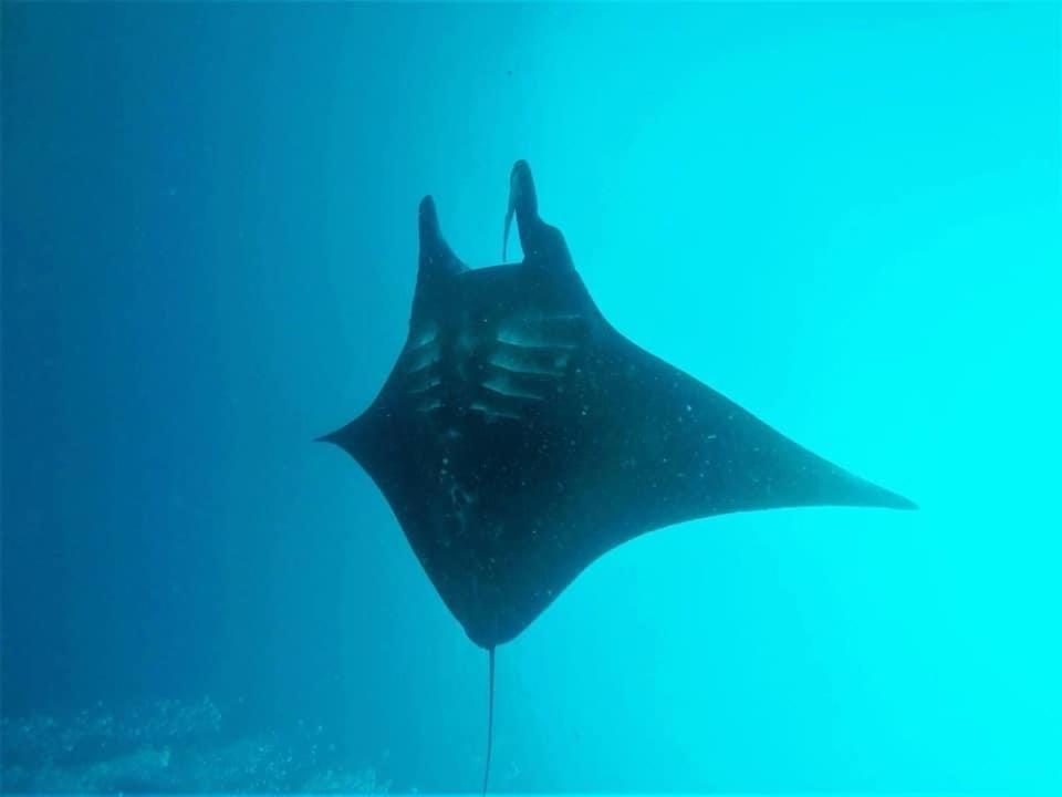 Tabari Dive Lodge Pulau Mansuar Exteriör bild
