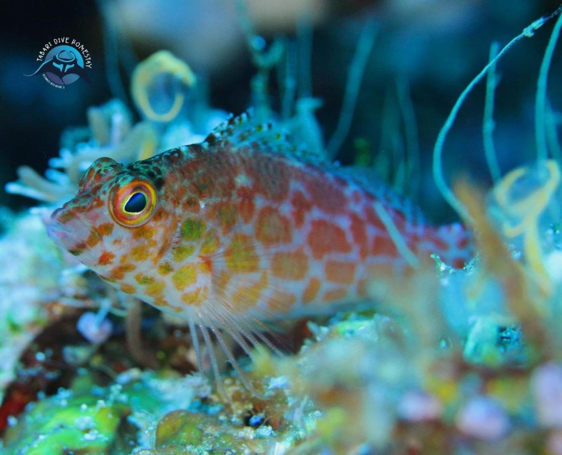 Tabari Dive Lodge Pulau Mansuar Exteriör bild