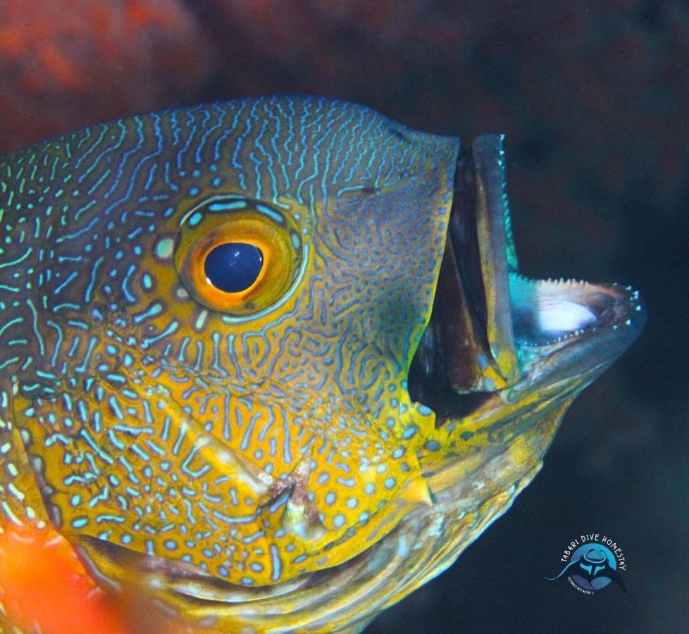 Tabari Dive Lodge Pulau Mansuar Exteriör bild