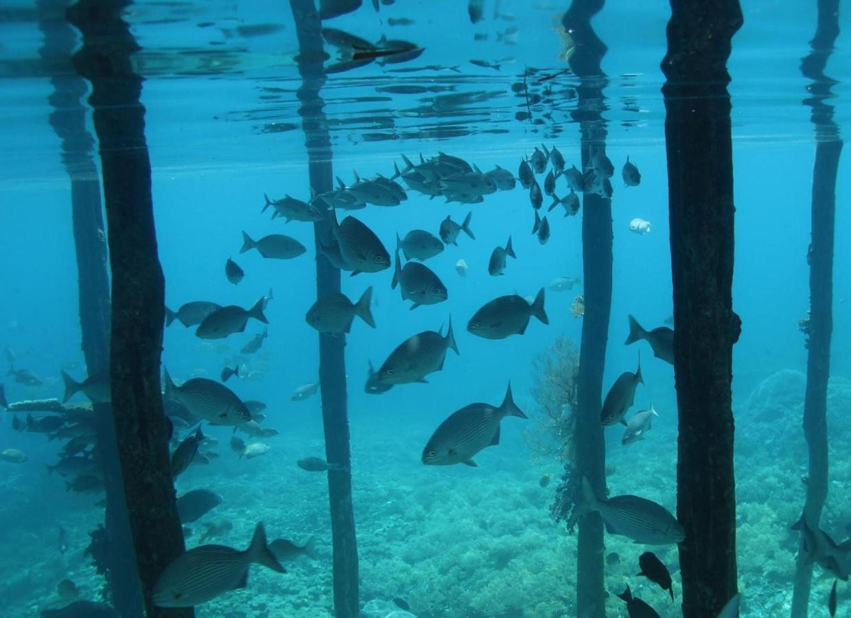 Tabari Dive Lodge Pulau Mansuar Exteriör bild