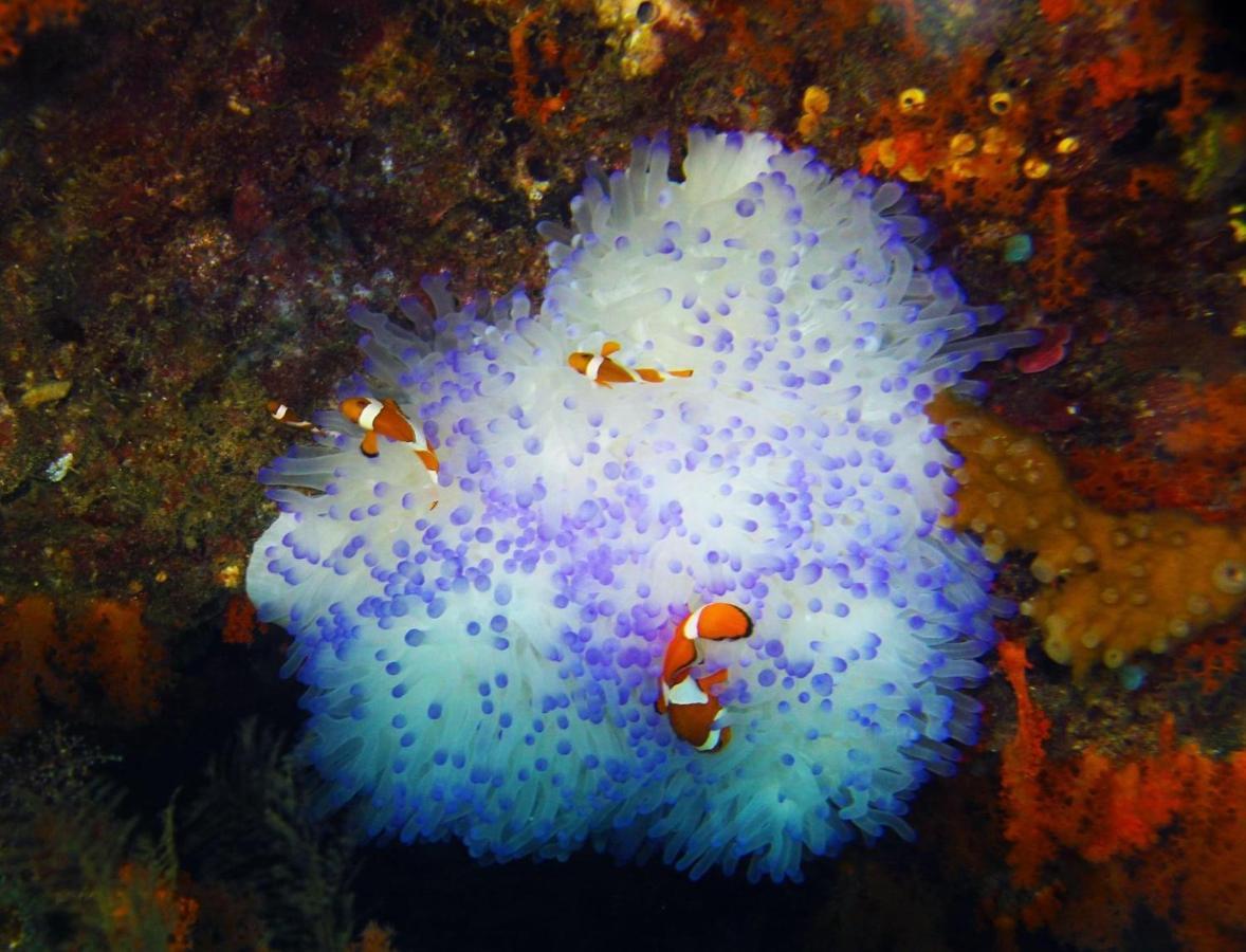 Tabari Dive Lodge Pulau Mansuar Exteriör bild