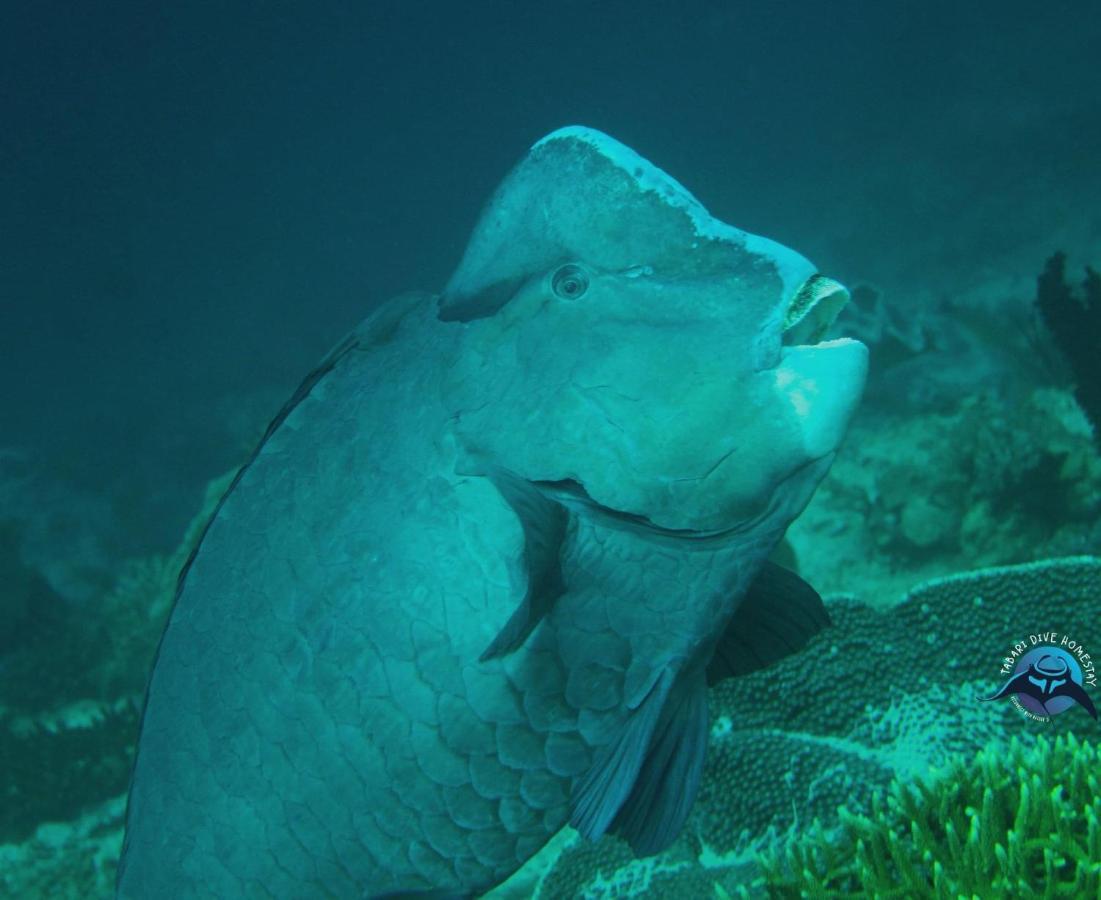 Tabari Dive Lodge Pulau Mansuar Exteriör bild