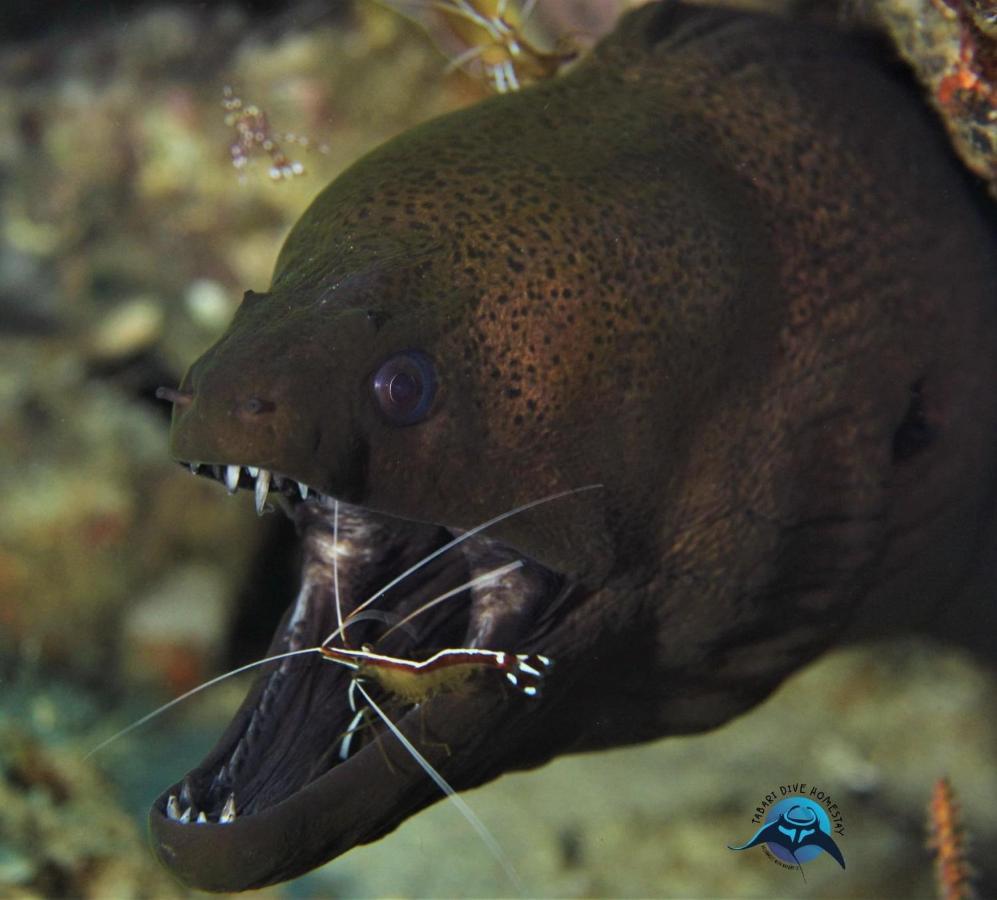 Tabari Dive Lodge Pulau Mansuar Exteriör bild