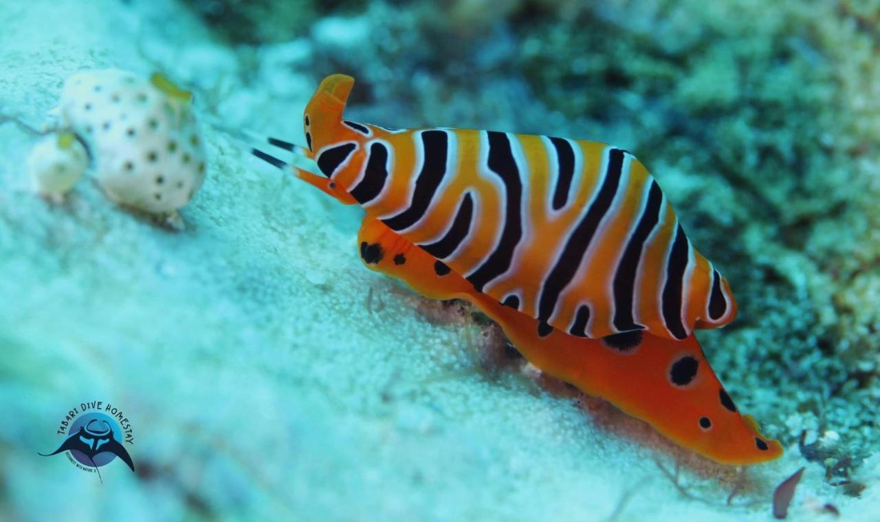 Tabari Dive Lodge Pulau Mansuar Exteriör bild