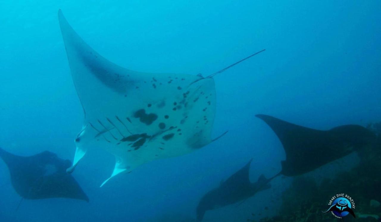 Tabari Dive Lodge Pulau Mansuar Exteriör bild