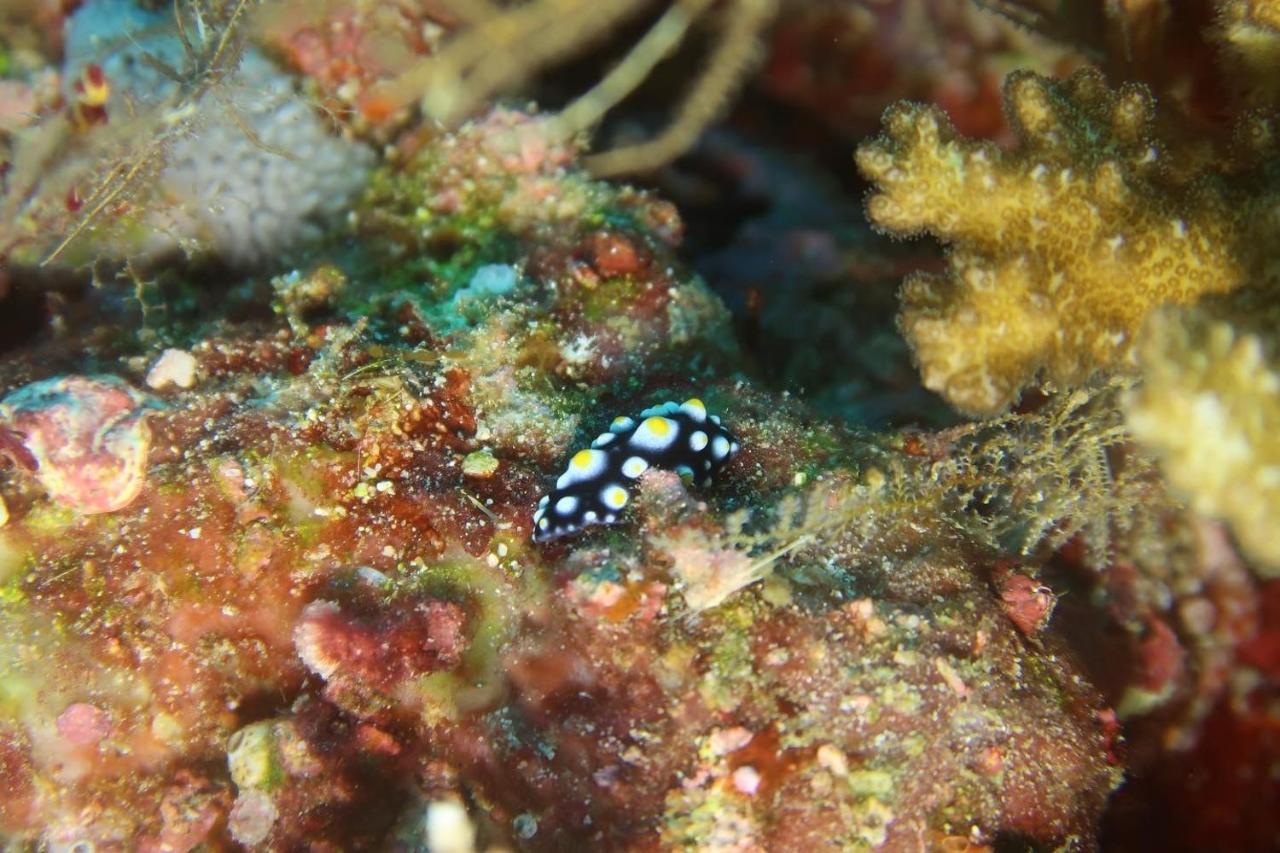Tabari Dive Lodge Pulau Mansuar Exteriör bild